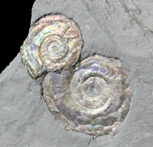 Brilliant Psiloceras Ammonites - England #23240